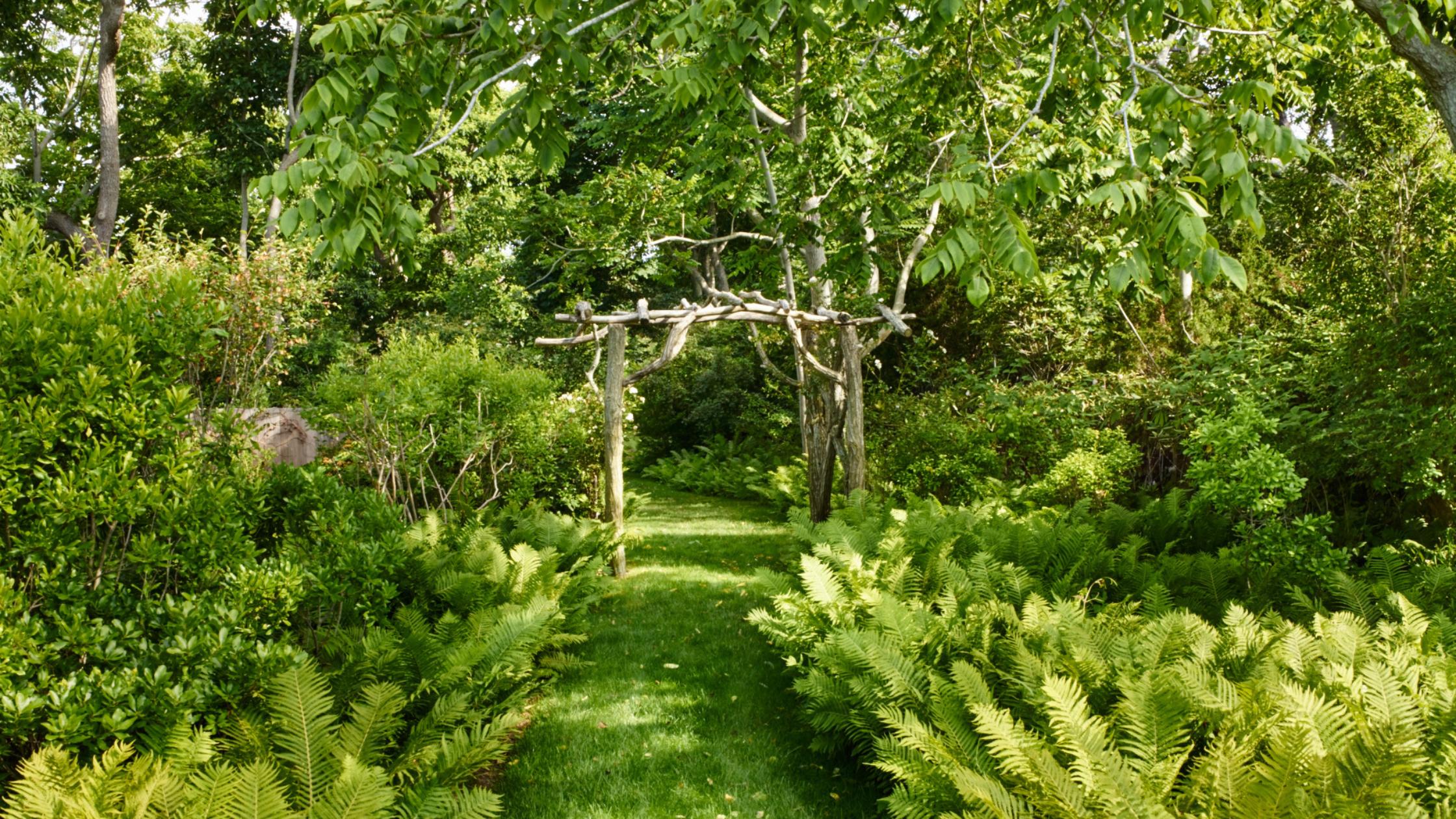 PRFCT pathway with ostrich ferns. Photo by Allan Pollack Morris