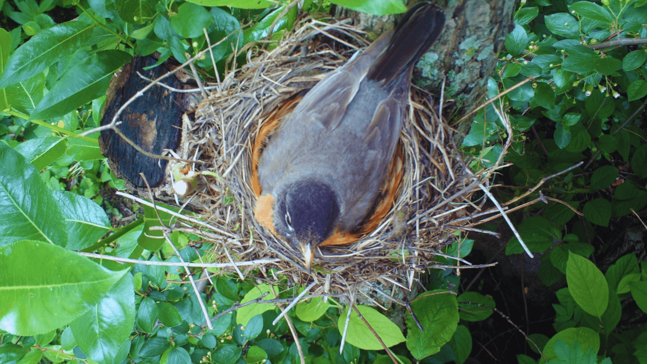 To Nest or Not?