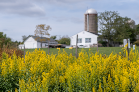 Showy goldenrod at Hilltop Hanover Farm