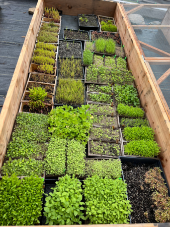 Native seeds grow in cold frame boxes at Hilltop Hanover Farm