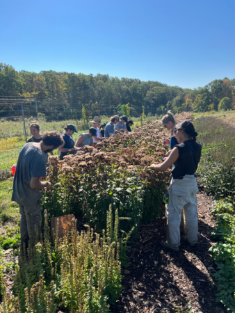 Farm crew harvests seeds of coastal plain Joe-Pye weed by hand at Hilltop Hanover Farm