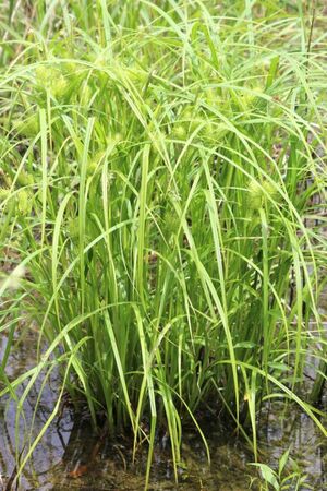Green hop sedge 