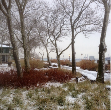 The Battery Garden in snow with intact stems