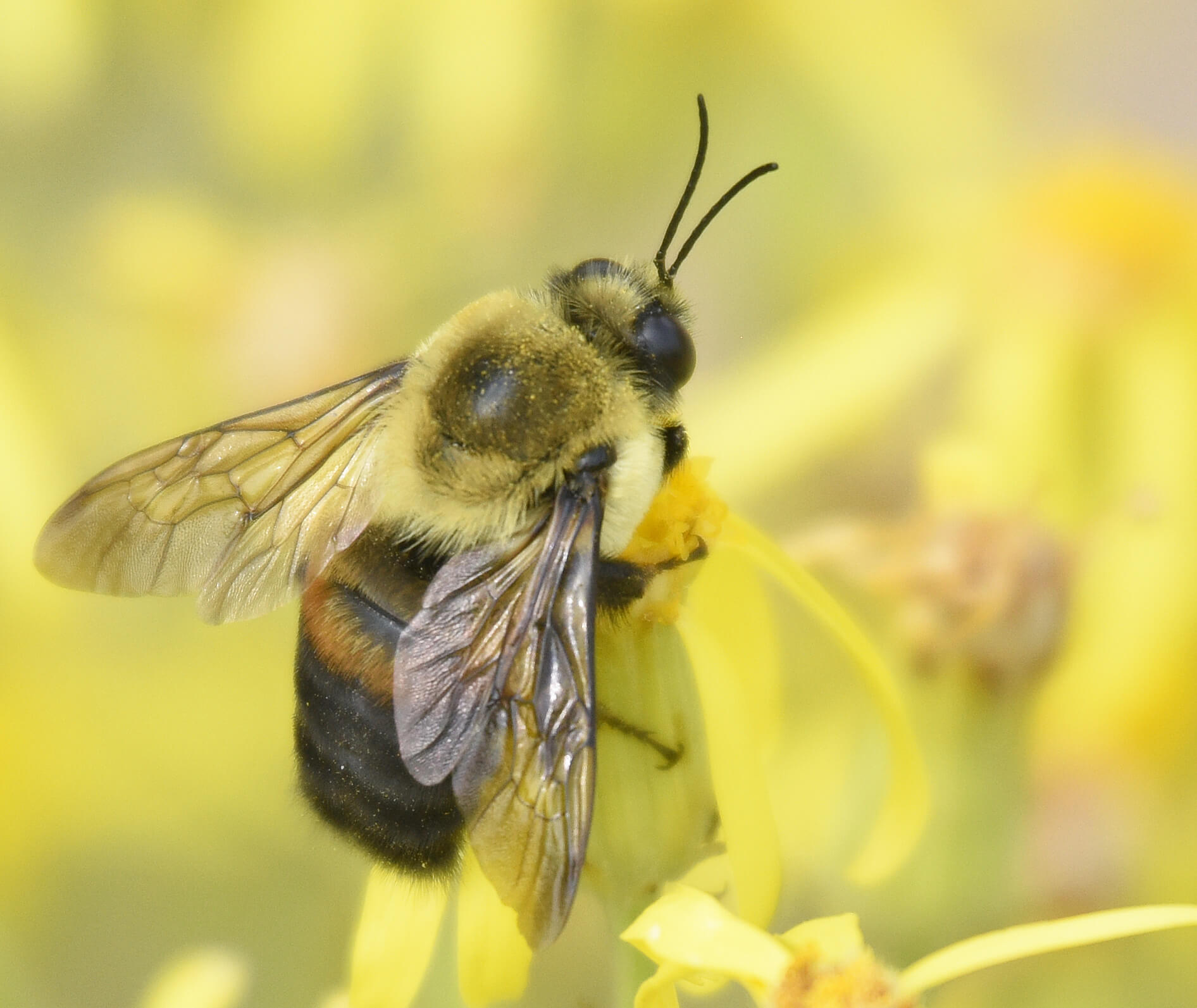 brown-belted bumblebee