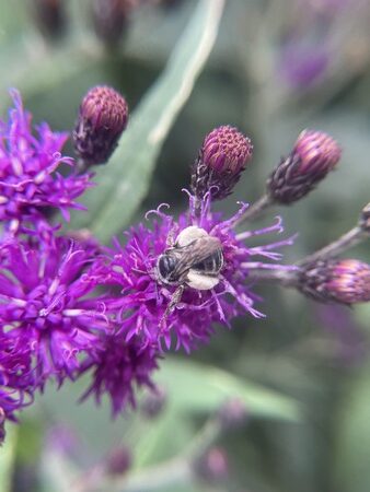 Female Longhorn Bee on bright purple vernonia on a yellow sunflower