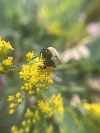 Female Eastern Bumblebee on a yellow flower
