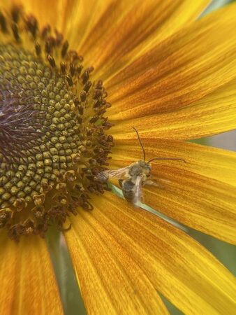 Male Longhorn Bee