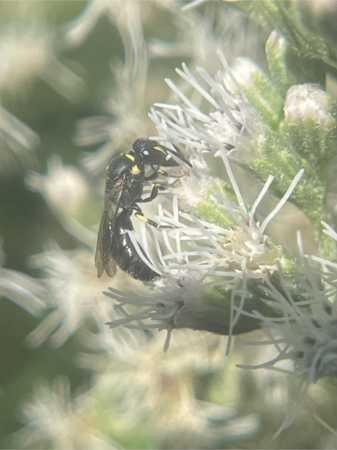 Masked Bee on a white flower
