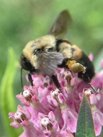 Brown-Belted Bumblebee on a pink flower