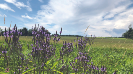 A meadow with native purple veronicastrum