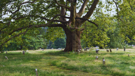 Green-Wood cemetery with a large old tree