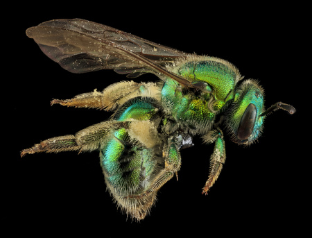 Green Sweat Bee