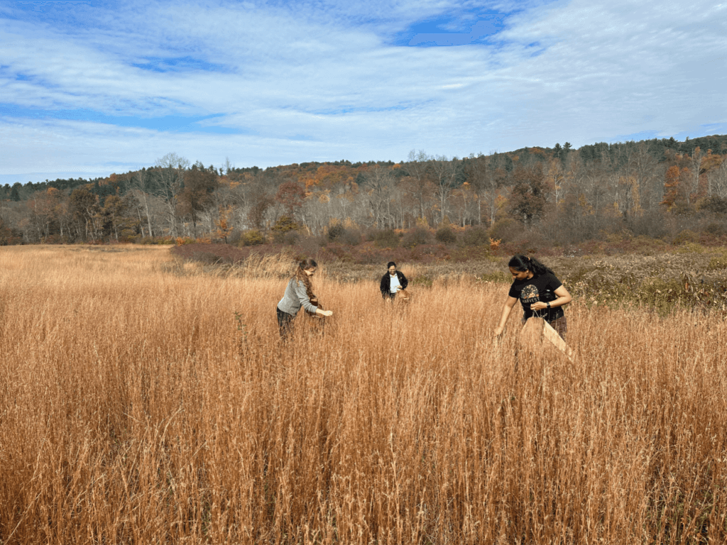 Volunteers collect native little bluestem seeds at Hilltop Hanover Farm