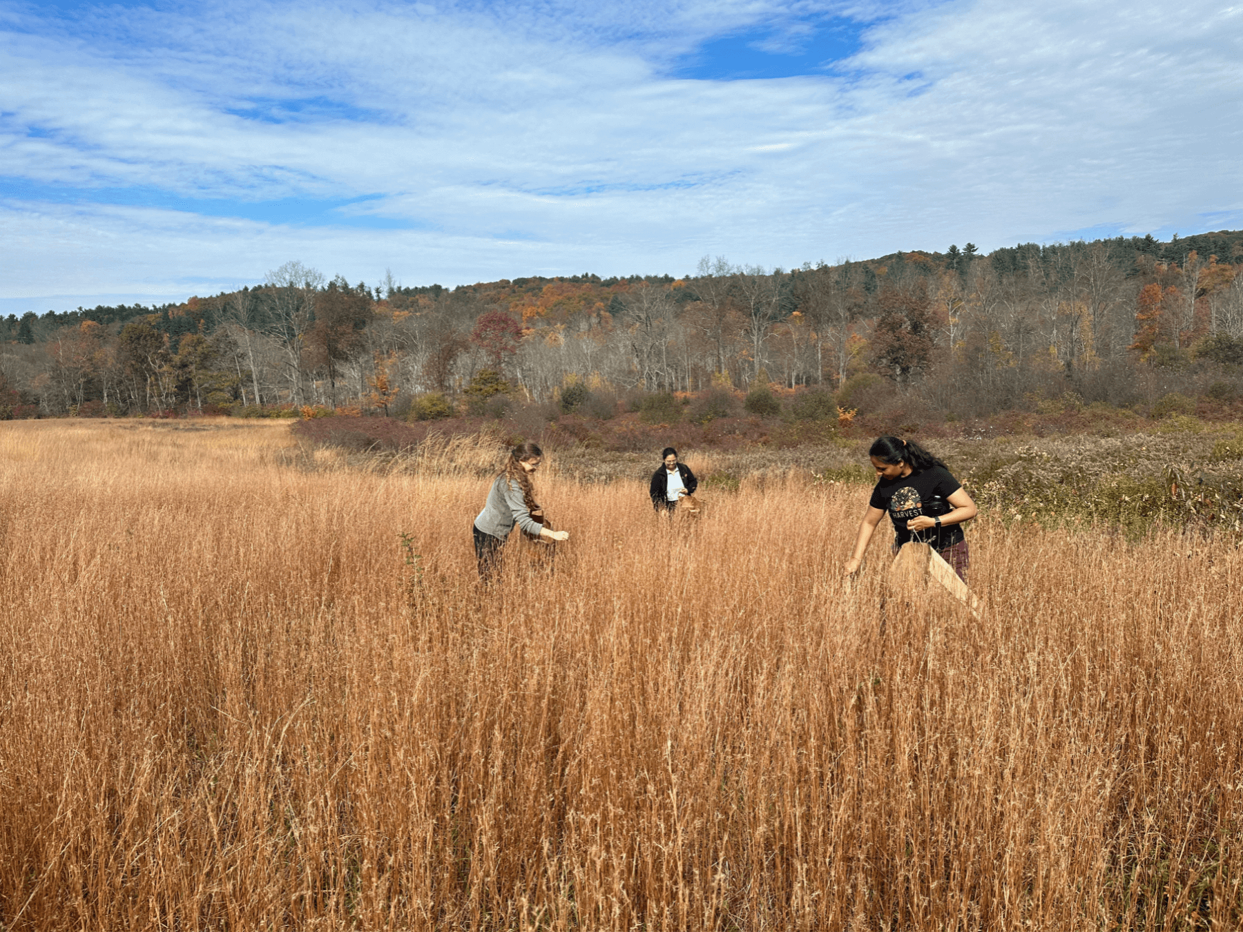 volunteers collecting native seeds in fall