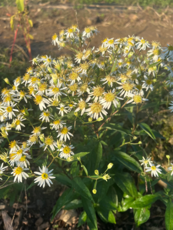Large white flower flat-topped white aster
