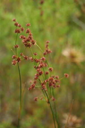 Canadian rush seed heads