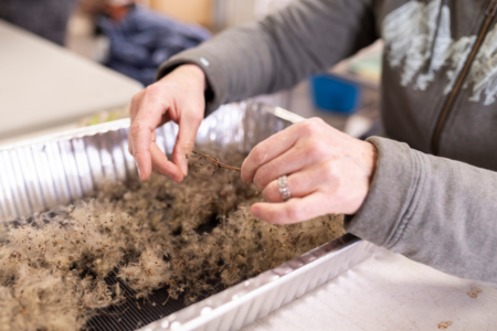 A volunteer cleans Clematis virginiana seeds at Hilltop Hanover Farm