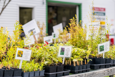 Seed-grown native plants are offered at the farmstand at Hilltop Hanover Farm