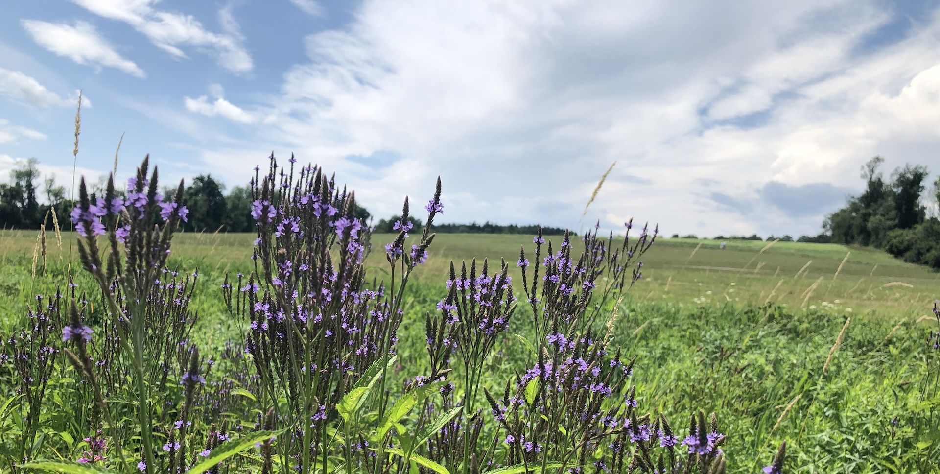 A meadow with blooming purple Veronicastrum and a blue sky streaked with clouds. 