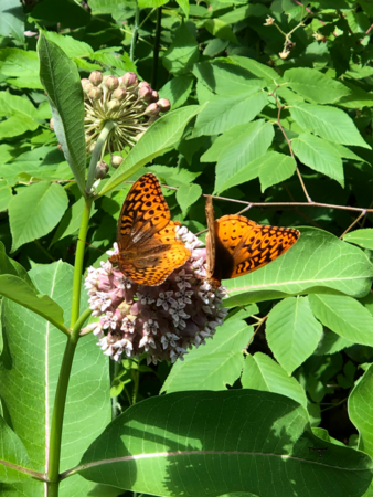 Two butterflies perch on the flower of common milkweed
