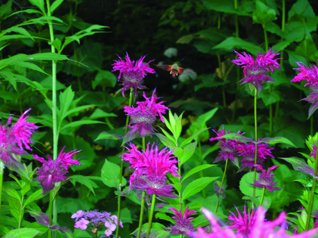 monarda with a hummingbird moth