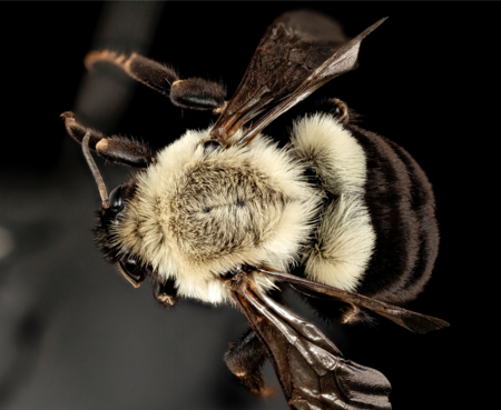 Common Eastern Bumblebee