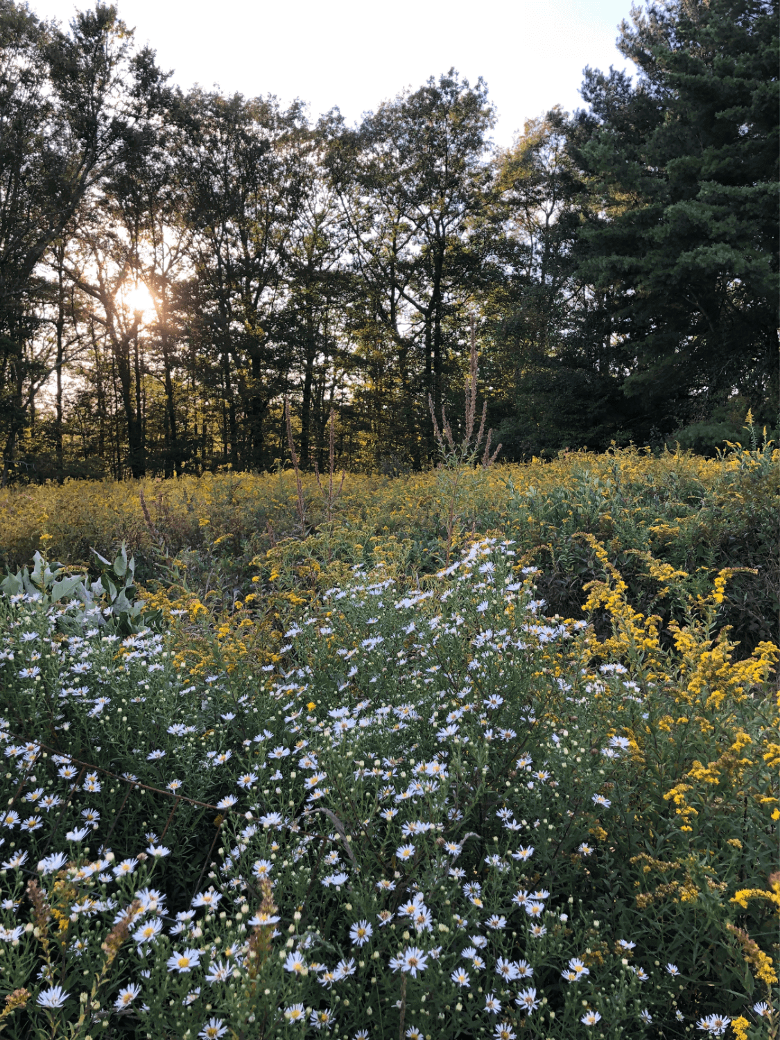6 Nature-based Garden Tasks for Fall