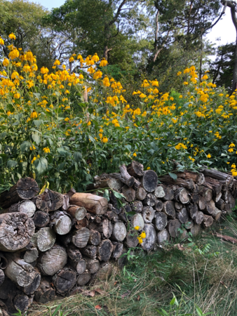 A log wall with yellow flowers growing behind