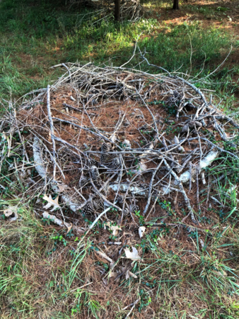 A large "nest" of pinecones, needles, and branches