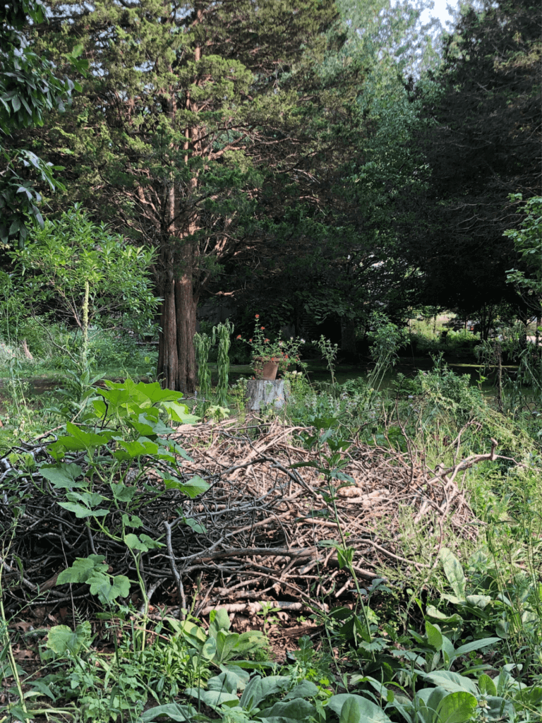 A "nest" of twigs and branches