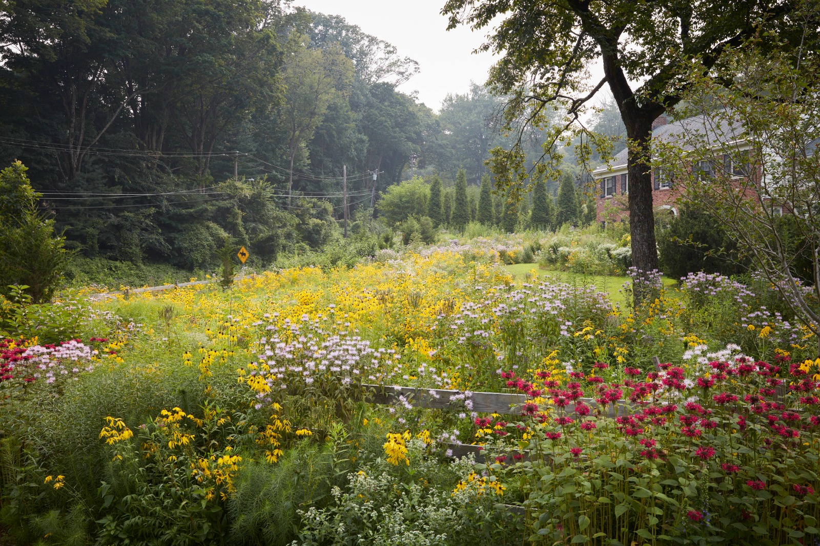 Refugia Design meadow front yard garden. Photo by Ngoc Minh Ngo