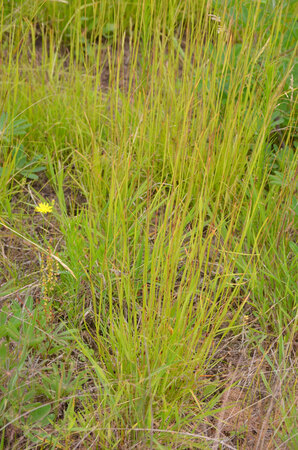 Poverty Oat Grass at Hilltop Hanover Farm
