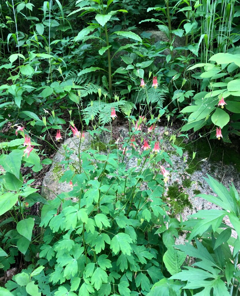 Red and yellow flowers of native Eastern Columbine grows in a woodland.