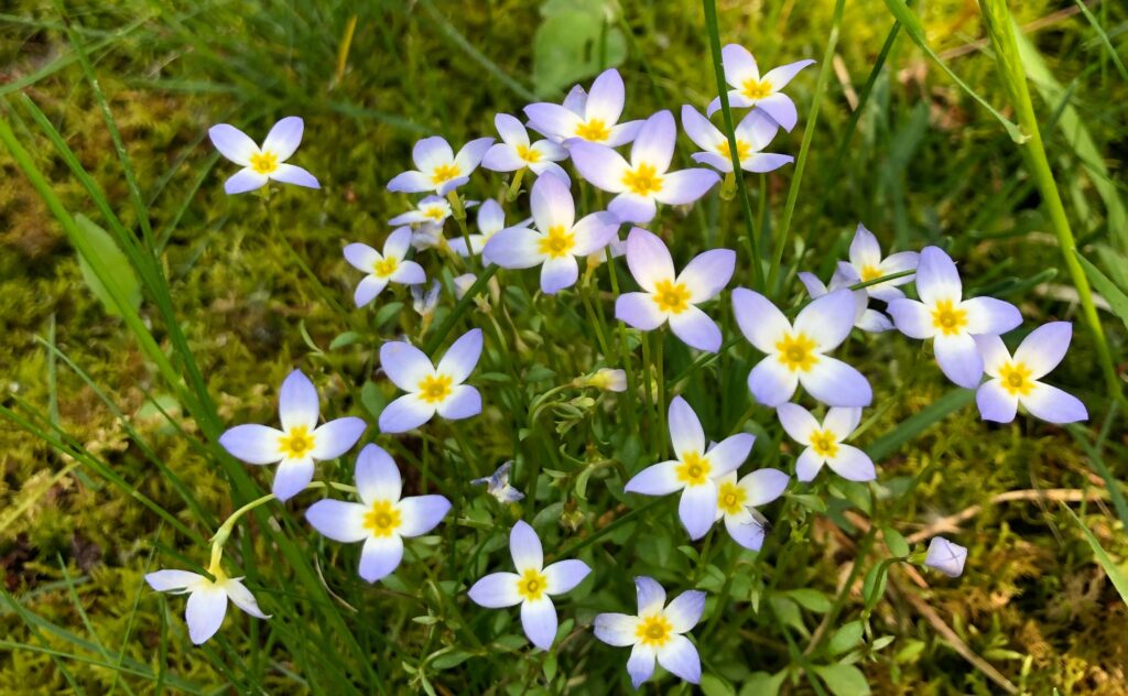 Bluets (Houstonia caerulea)