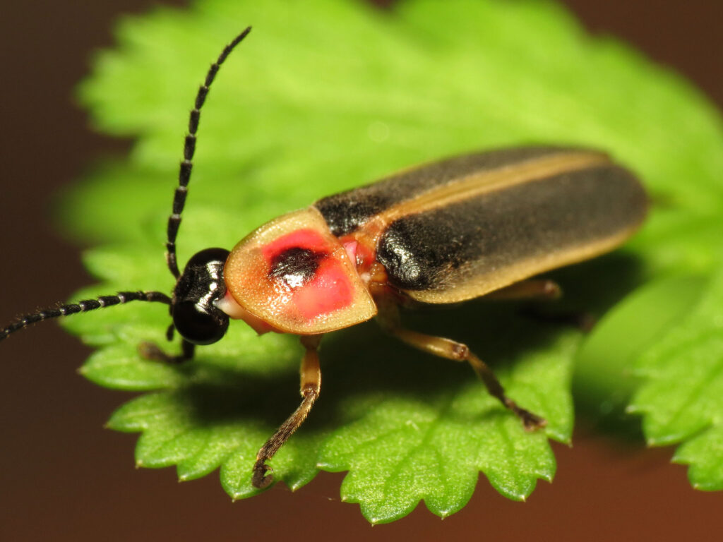 Eastern Firefly. Photo by Katja Schulz
