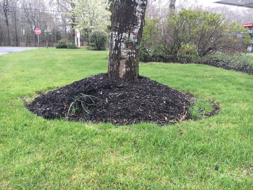 Volcano of mulch around a tree