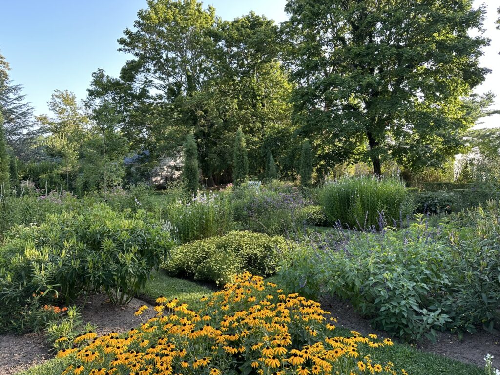 Toxic-free garden with yellow-gold black-eyed susans in the foreground