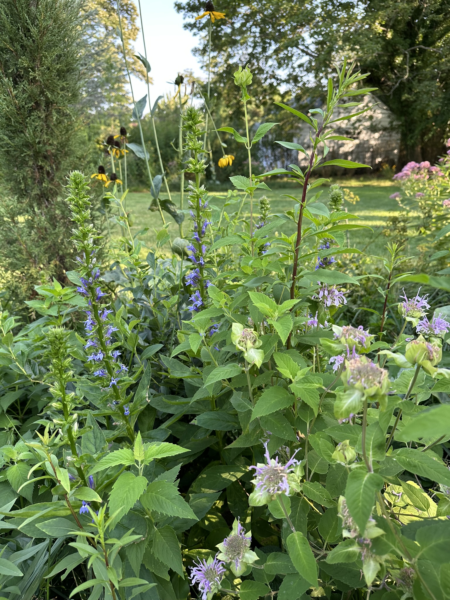 toxic-free garden with pale purple monarda