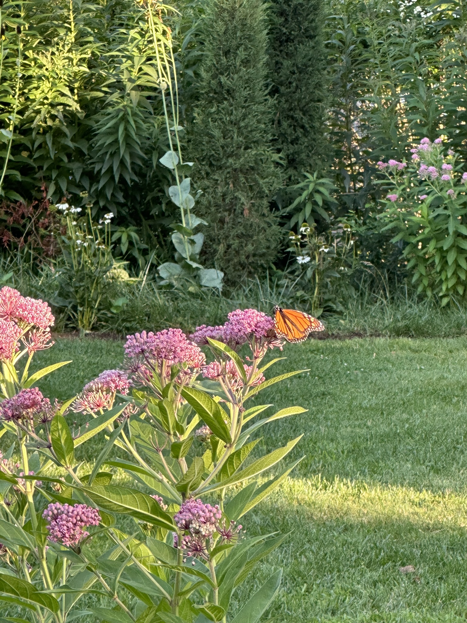 Monarch butterfly rests on pink milkweed