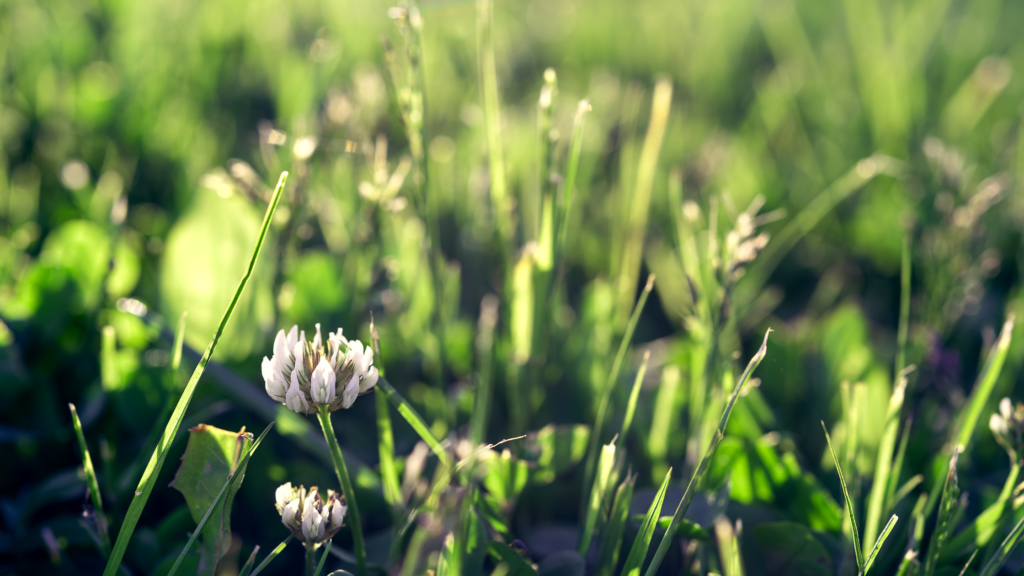 Clover Lawn