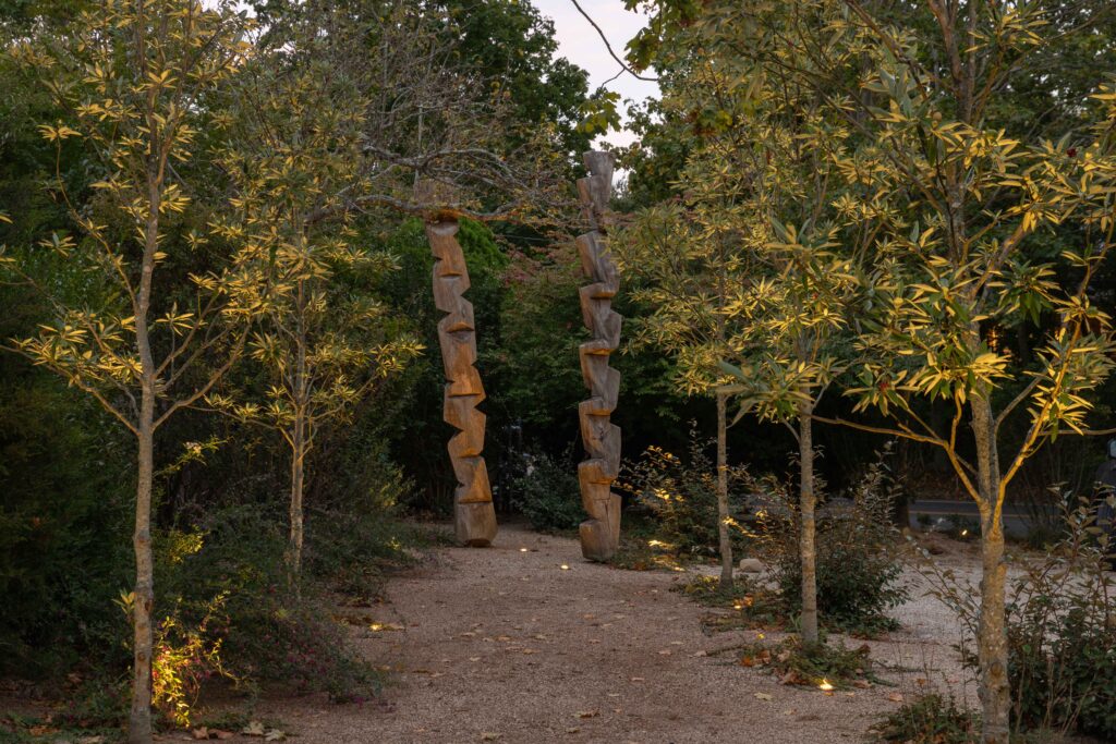 Allee of native Magnolia virginiana 'Green Shadow' trees