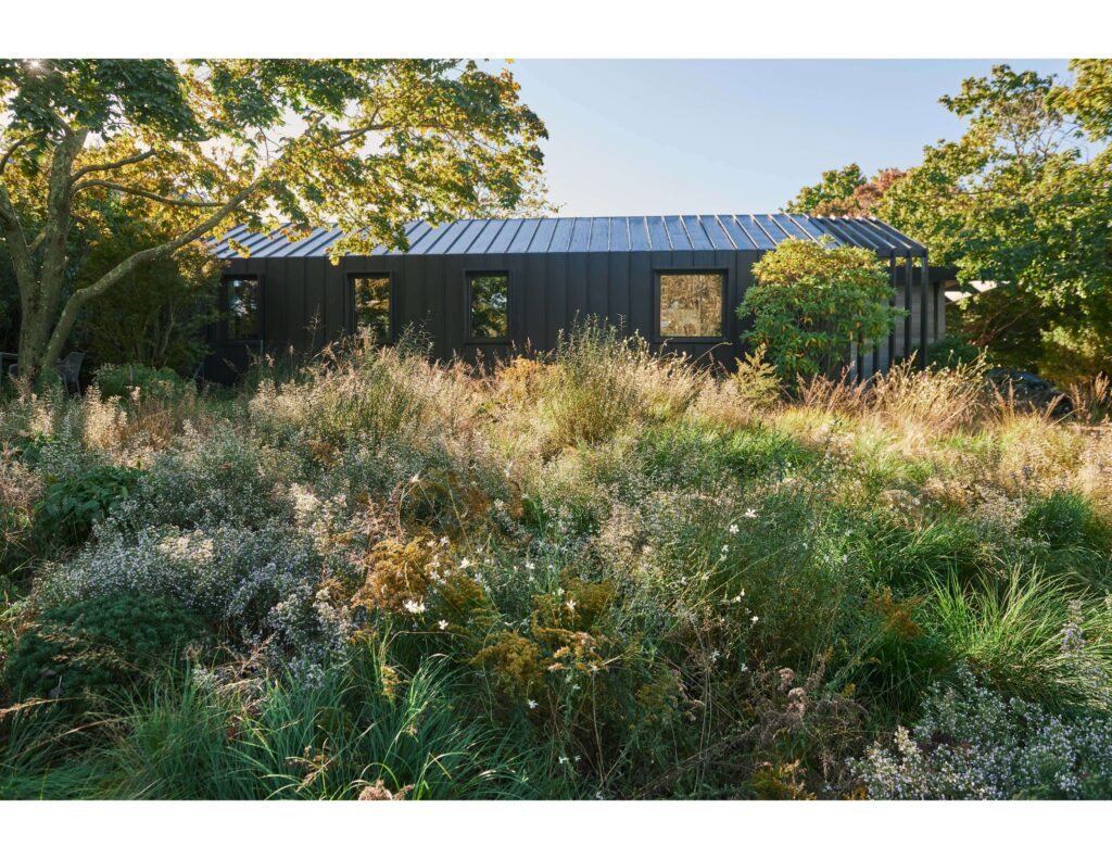 A native meadow in the front yard of Martin Architects designed by deMauro+deMauro