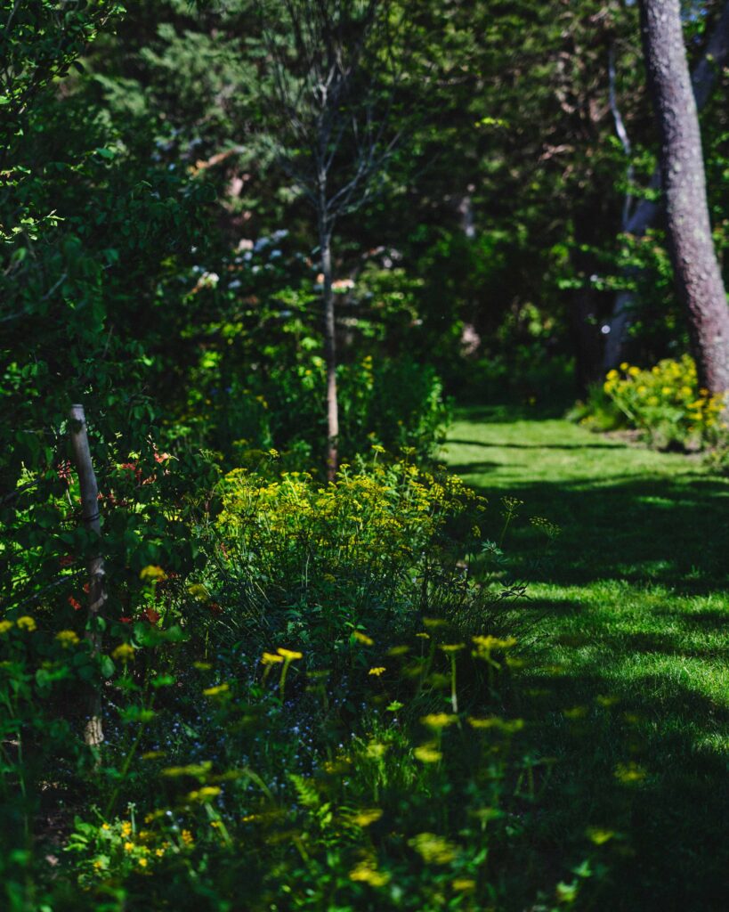 Yellow flowers on the left of a path in a toxic-free, nature-based garden