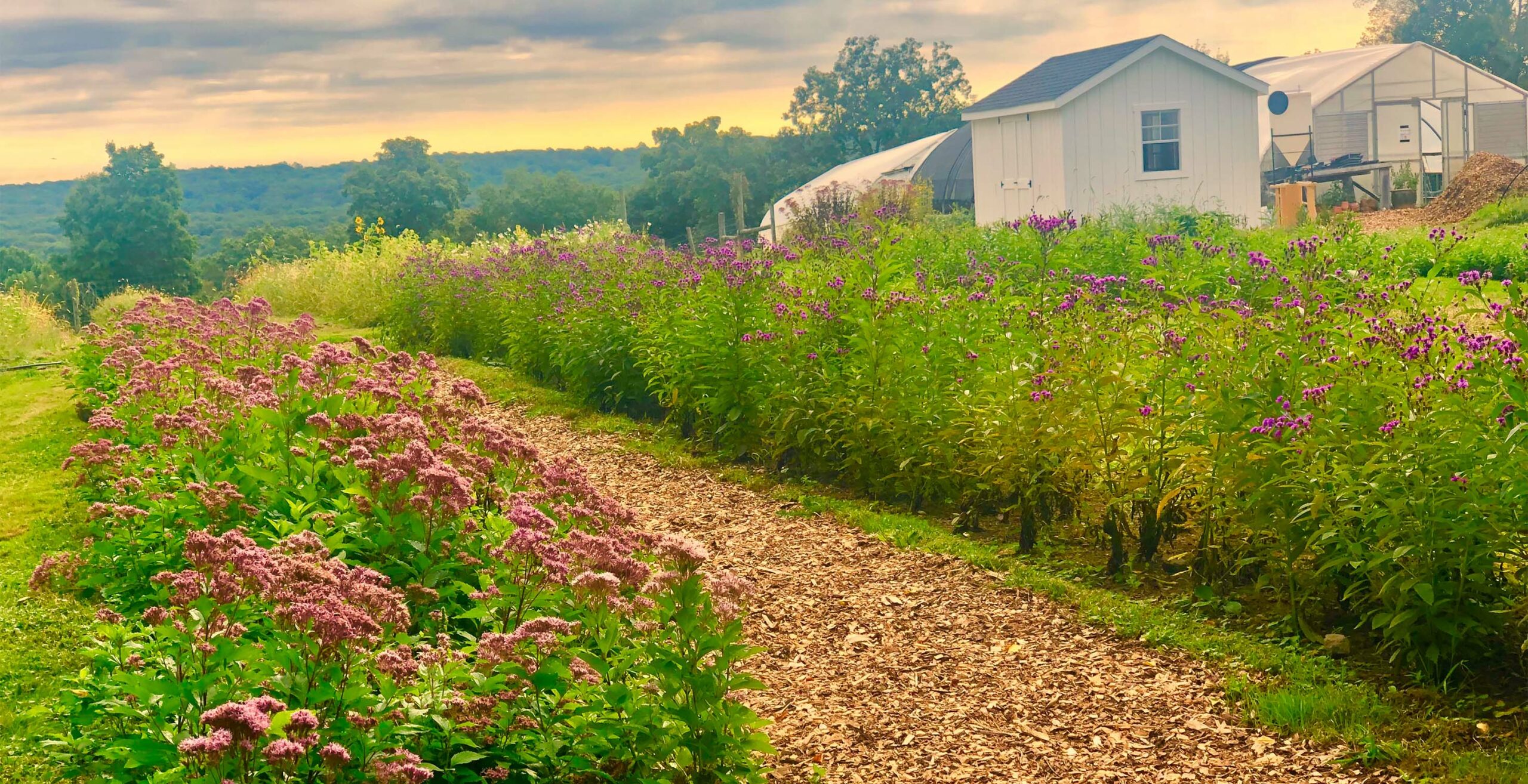 Where the Pros go to Source Native Plants