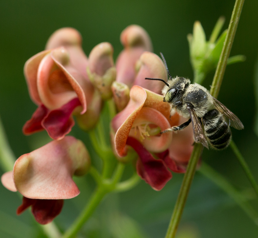 Apios americana inflorescence with Megachile mendica photo by Uli Lorimer