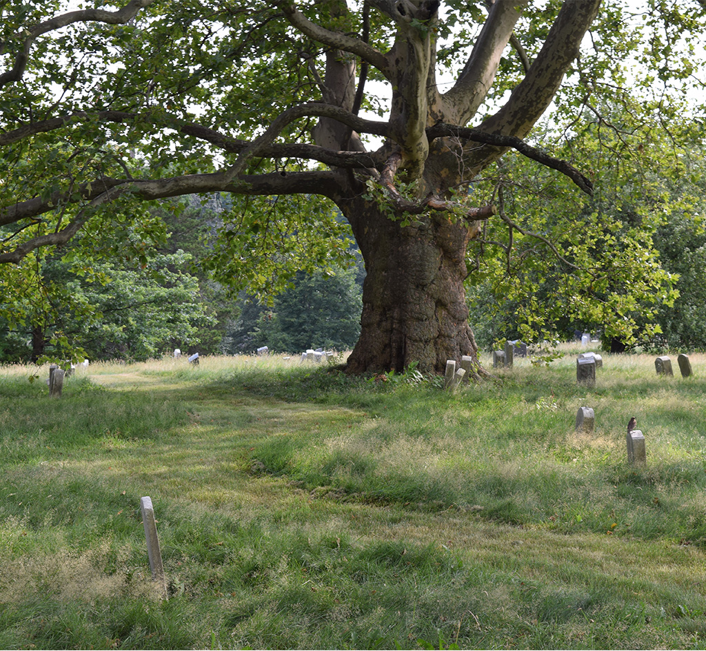 Green-wood’s urban grassland initiative focuses on 403 acres of turf grass. Photo by Art Presson.
