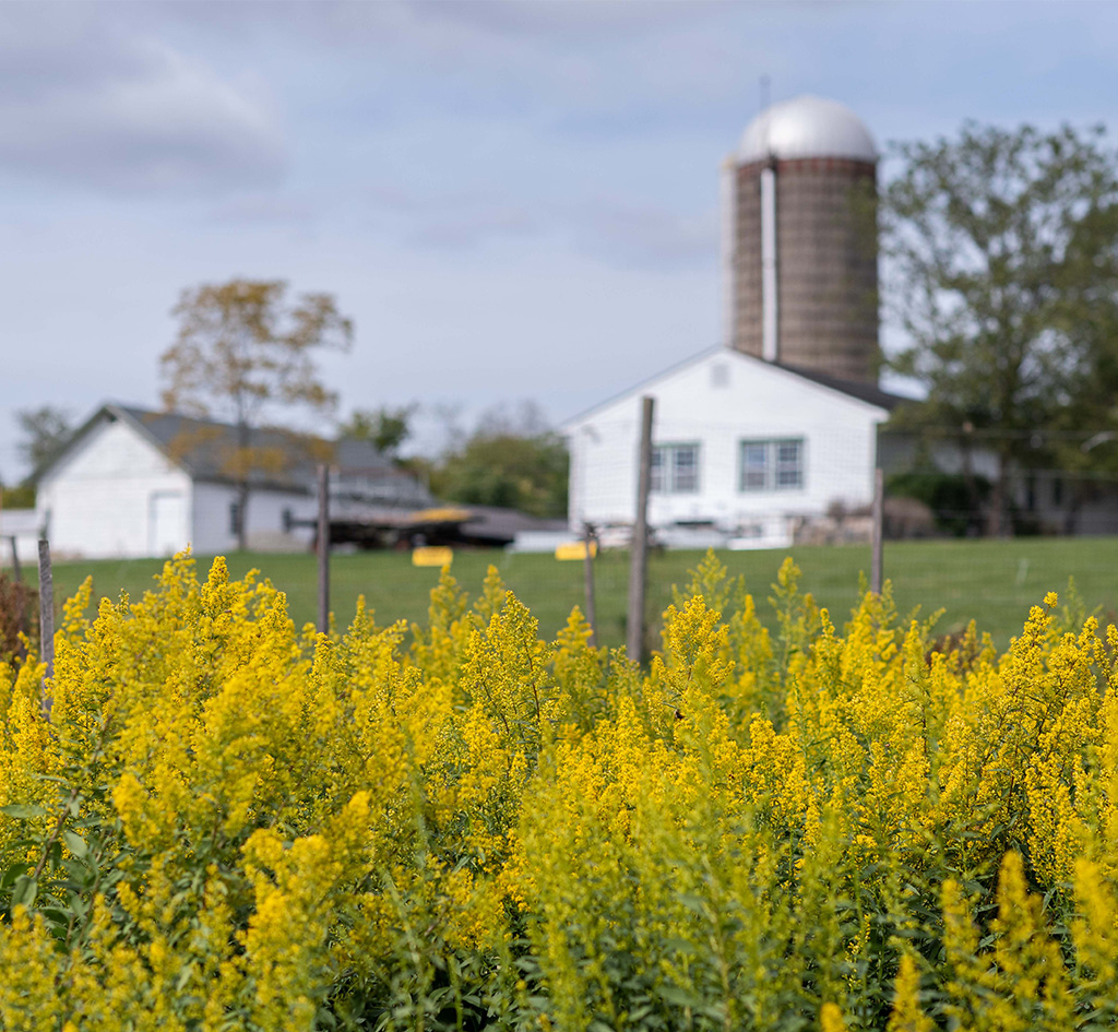 Hilltop Hanover Farm and goldenrod