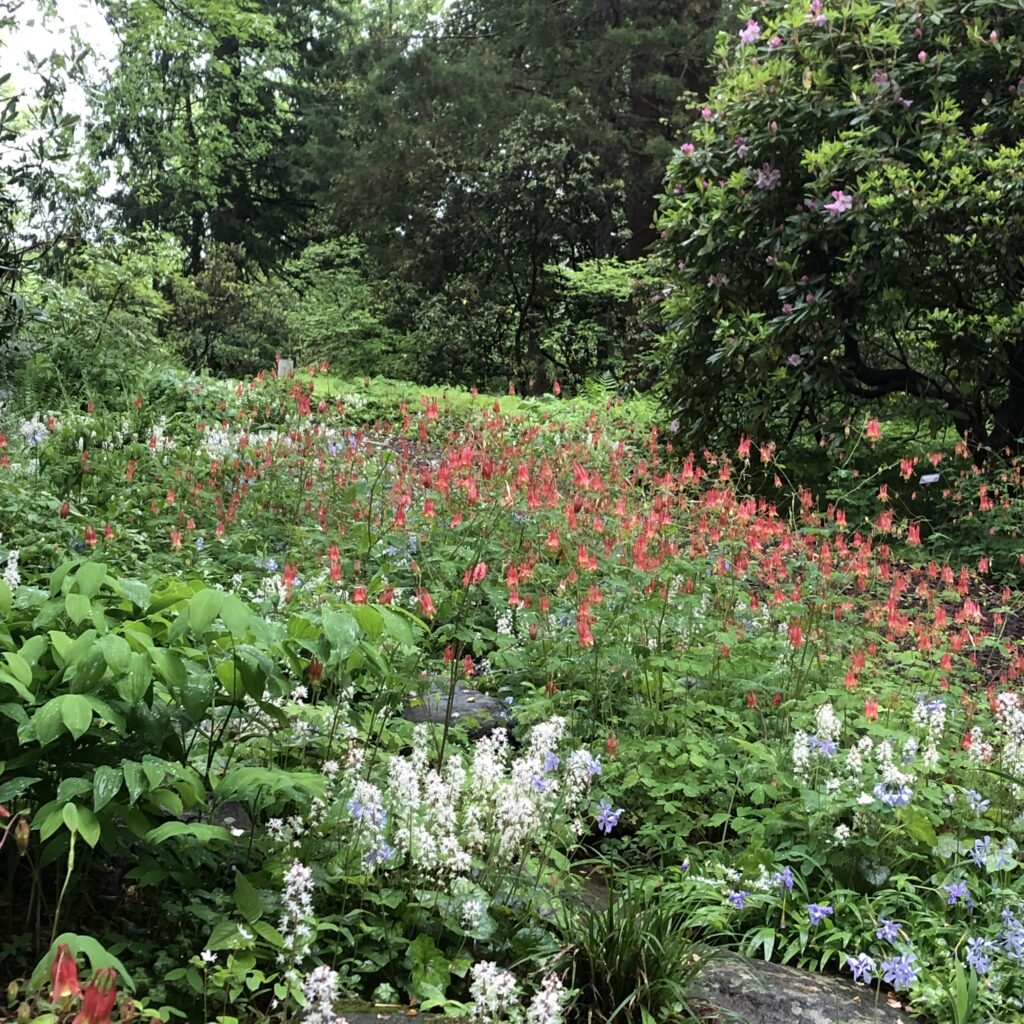 Woodland phlox, foamflower, and Eastern columbine at Mt. Cuba Center.