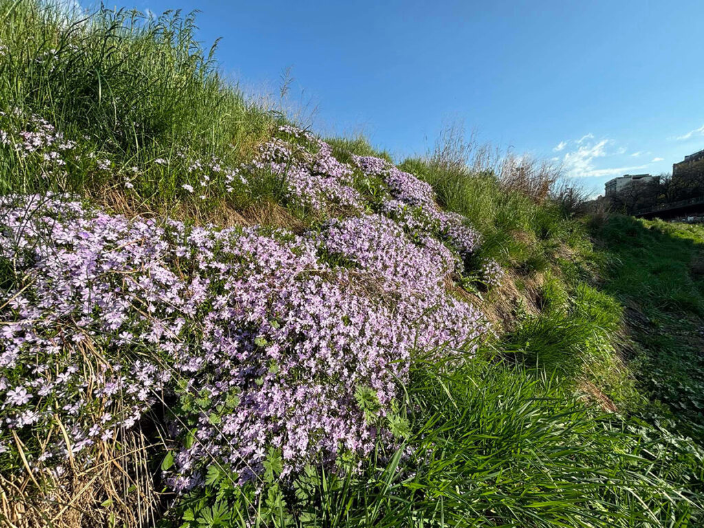 Phlox subulata ‘Emerald Blue’ grows on one of the sound berms at Brooklyn Bridge.