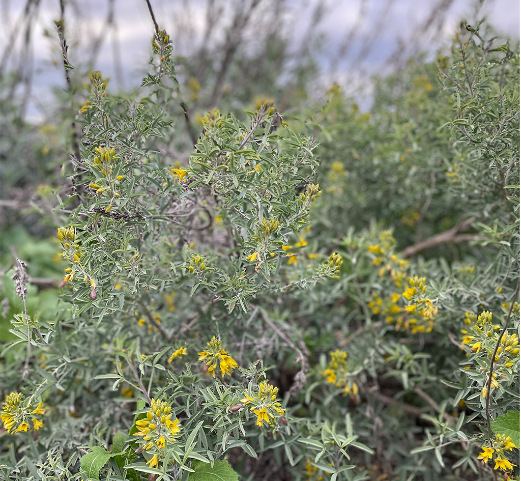 Bladderpod and white sage